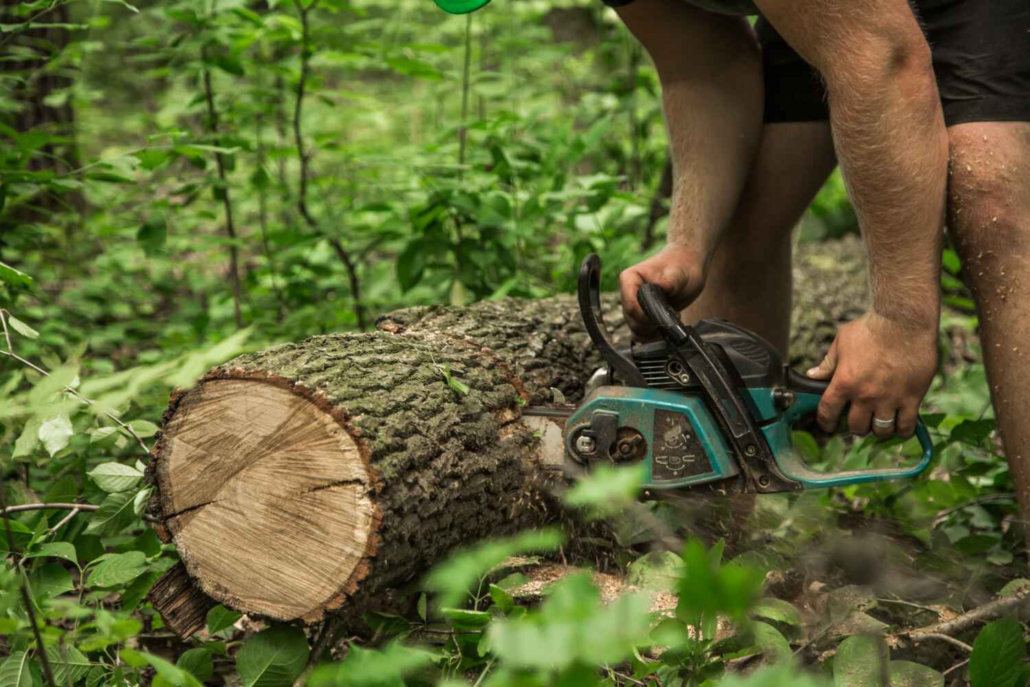 Best Tree Removal Contractors  in USA